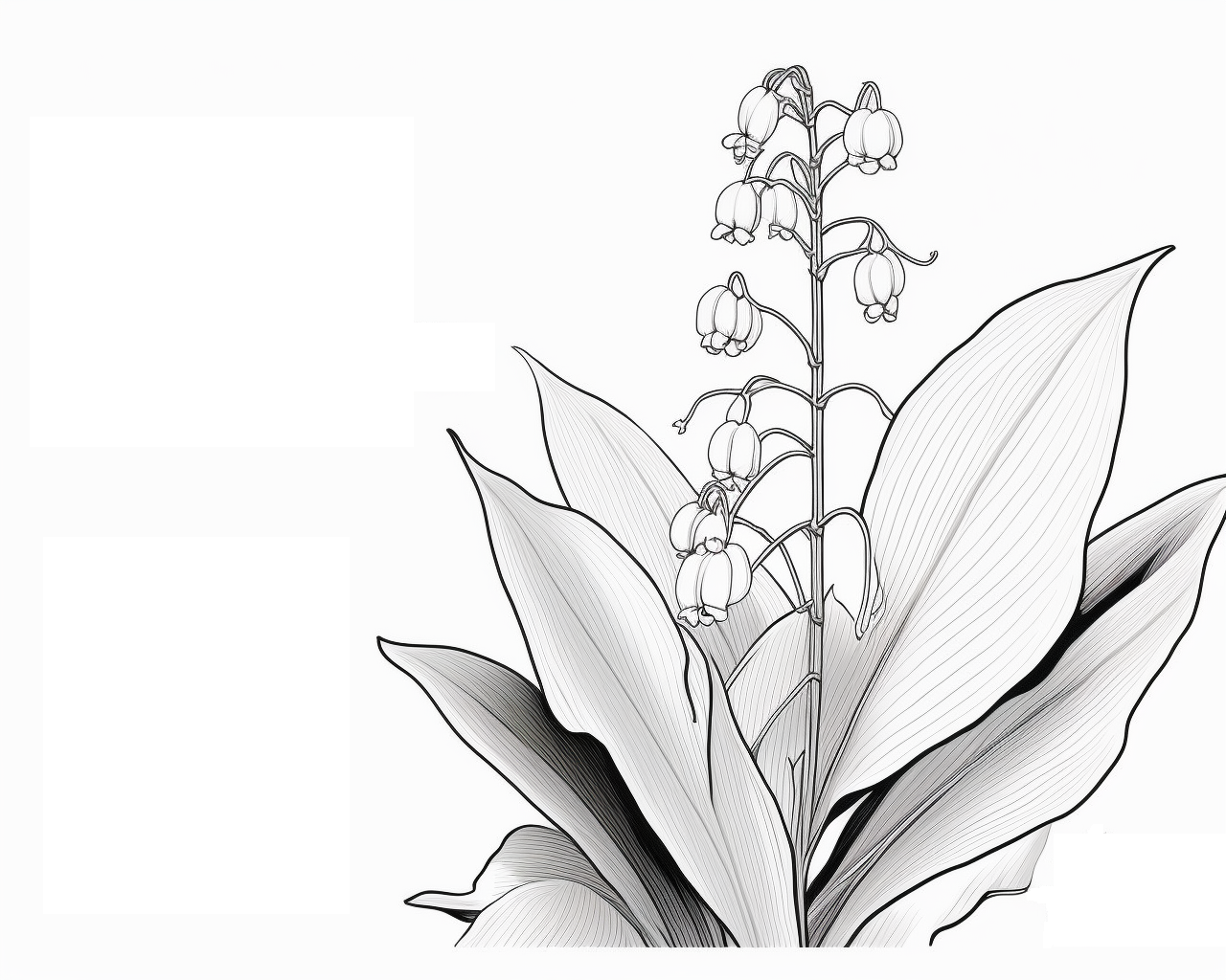 Gyöngyvirág széles levelekkel